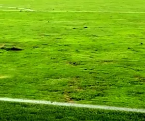 وقتی چمن آزادی پشت سرهم قربانی می گیرد