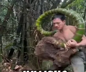 کشاورزی نوین؛ بامبو رو موقع رشد لاستیک پیچید که شکلش خاص و نادر بشه خدا تومن بفروشه