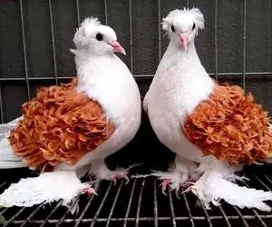 کبوتر مسابقه ای نادین با قیمت 120000000000 تومان / خروس جنگیا رو بذار کنار اینو دریاب