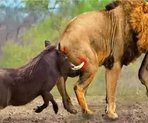 مستند حیات وحش؛ دزدیدن بچه گراز آخرین حماقت شیر بود