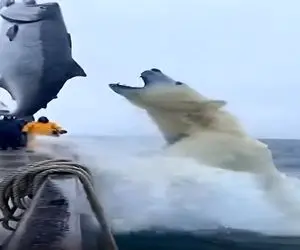 معماری طبیعت؛ خرس قطبی لقمه آماده میخواست که خدمه کشتی بهش دادن