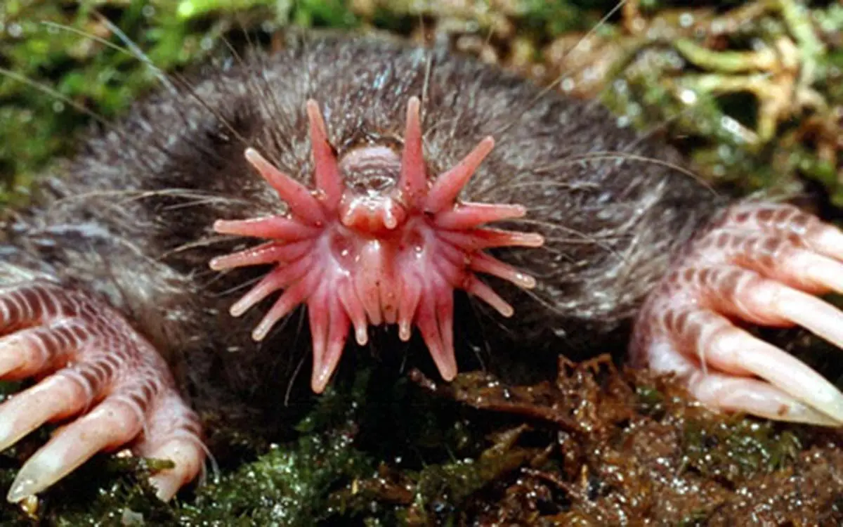 strange-animals-you-didnt-know-14