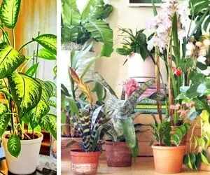 روش های افزایش قد و پرپشت کردن گیاهان آپارتمانی؛ ۷ راهکار ساده برای بلند و حجم دهی