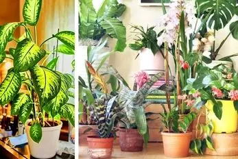 روش های افزایش قد و پرپشت کردن گیاهان آپارتمانی؛ ۷ راهکار ساده برای بلند و حجم دهی