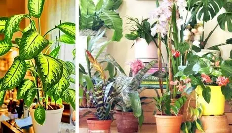روش های افزایش قد و پرپشت کردن گیاهان آپارتمانی؛ ۷ راهکار ساده برای بلند و حجم دهی