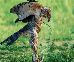 مستند حیات وحش / نبرد عقاب و مار وقتی مار مغلوب خشم عقاب میشود