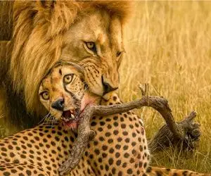 بدایع حیات وحش / نبرد مذبوحانه شیر و پلنگ برای حفظ حاکمیت