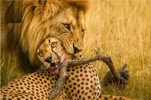 بدایع حیات وحش / نبرد مذبوحانه شیر و پلنگ برای حفظ حاکمیت