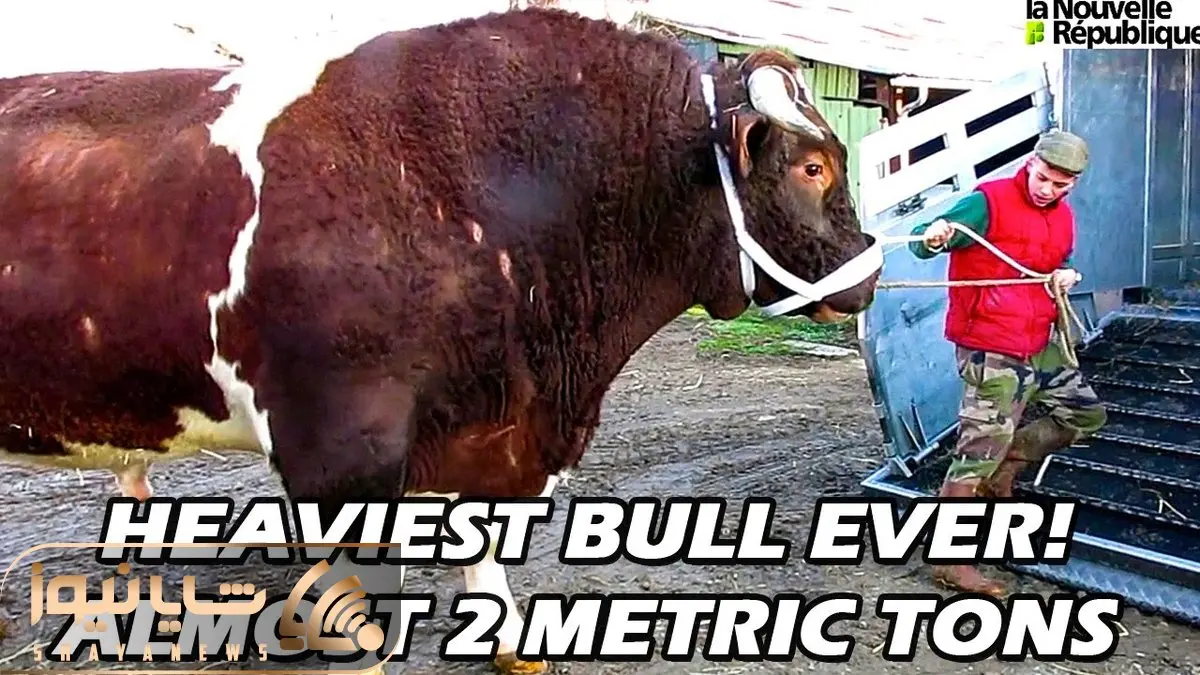 حیوانات غول جثه؛ ببینید این دو گاو نر با 1950 و 1922 کیلو سنگین ترین های تاریخ اند 