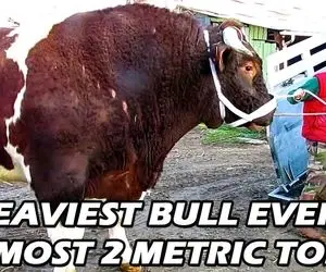 حیوانات غول جثه؛ ببینید این دو گاو نر با 1950 و 1922 کیلو سنگین ترین های تاریخ اند 