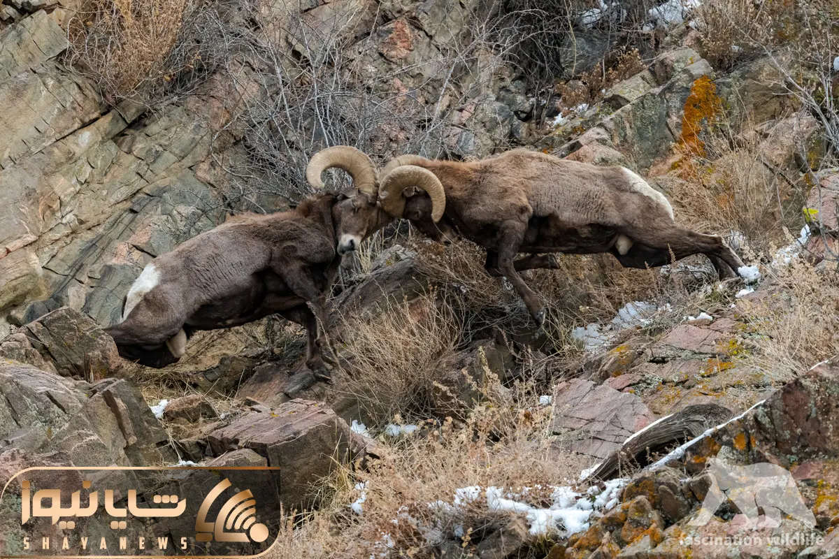 از جذابیت های حیات وحش؛ وقتی نبرد و شاخ به شاخ شدن قوچ ها کوه به لرزه درمیاره