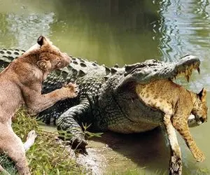 صحنه دهشتناک؛ تمساح قسی شیر مادر و بلعید بچه اش گردن تمساح از قفا جر داد خورد