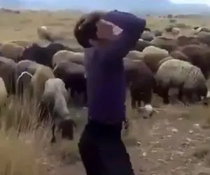 آواز محلی؛ تکنو رقصیدن چوپان که هیکل خیلی فیتی داره میون گله گوسفندارم جو گیر کرد