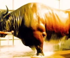 گاوهای باورنکردنی؛ این گاو های نر غول پیکر هر هزار سال یک بار به دنیا می آیند