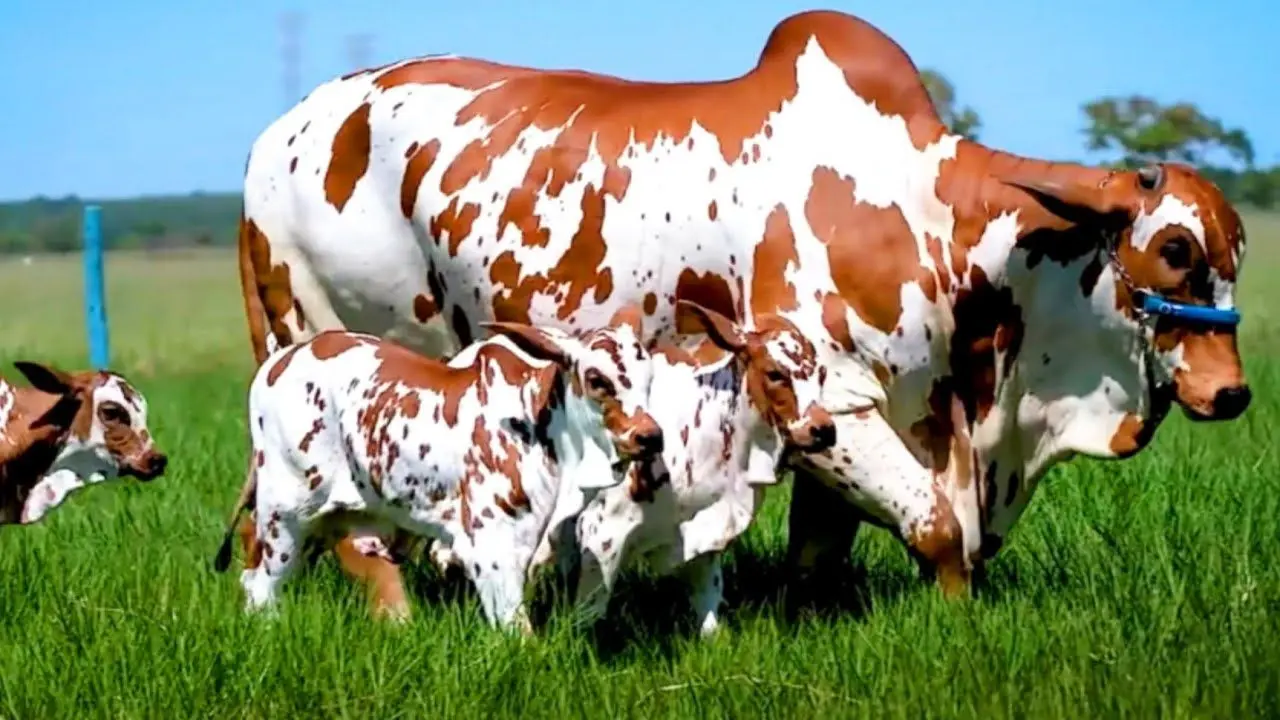 گاوهای خوشگل؛ زیباترین گاو دنیا که با اندام خال خالی حسابی دلبری میکنه تو دشت و دمن