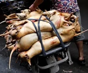 کباب سگ؛ بعد پوست کندن سگ سفید نازنازی انداخت تو قابلمه بپزه میلیاردی بفروشه