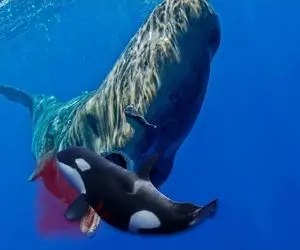 شکارچیان اقیانوس؛ نهنگ عنبر با آرواره‌های غول پیکرش گوشت کوسه رو چرخ کرد