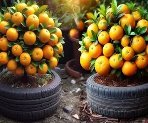 کشاورزی نوین؛ پرتقال و نارنگی رو ترکیب میکنه میکاره تو لاستیک سر یه روز میوه میده