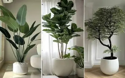 گیاهان آپارتمانی مناسب خونه های بزرگ و دلباز؛ انتخاب لاکچری ثروتمندان برا منزل شیک
