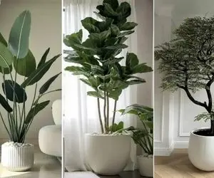 گیاهان آپارتمانی مناسب خونه های بزرگ و دلباز؛ انتخاب لاکچری ثروتمندان برا منزل شیک