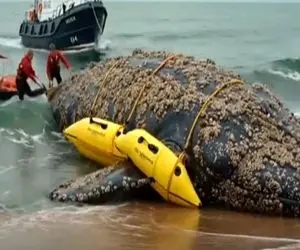 مستند کاوش؛ نجات نهنگ 500 تنی گیر کرده در ساحل با تجهیزات فوق مدرن و پیشرفته ارتش