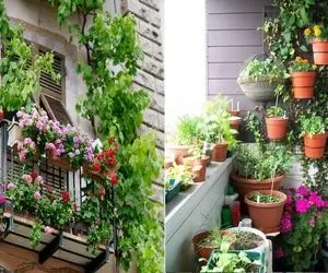 گیاهان آپارتمانی بالکنی مقاوم به گرما در بهار و تابستون؛ گلدار، بادوام و جان سخت