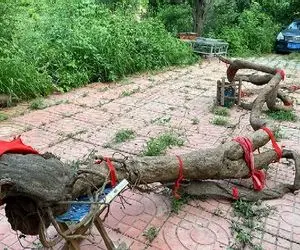 کشاورزی نوین؛ تو چین از گیاه قاتل طبیعت نودل خمیری میسازن اینا حتی قاتلا رو هم میخورن