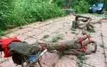 کشاورزی نوین؛ تو چین از گیاه قاتل طبیعت نودل خمیری میسازن اینا حتی قاتلا رو هم میخورن