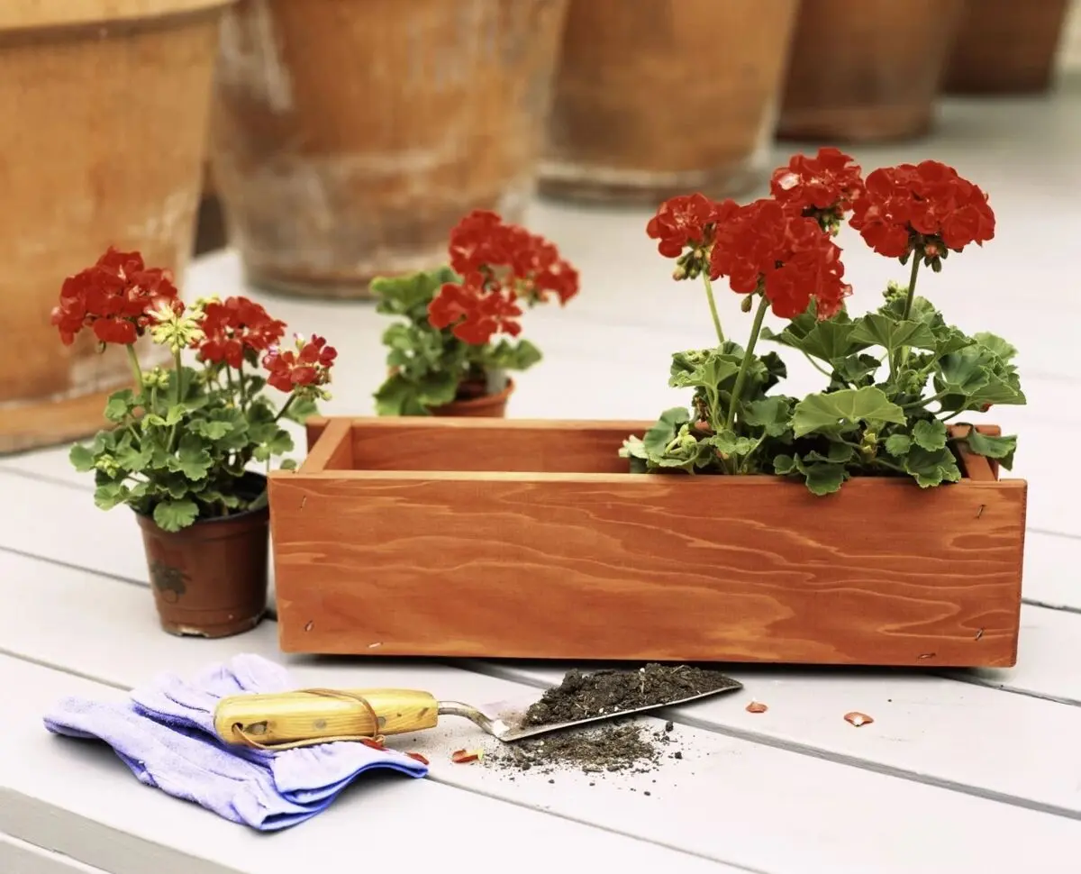 Geranium-Care-6
