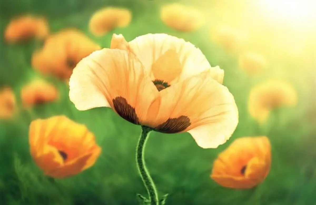Flower-poppy-620x402
