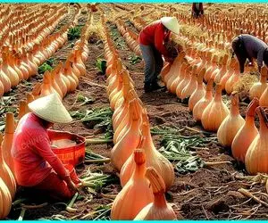 کشاورزی نوین؛ با تجهیزات نوین پیاز برداشت میکنن برای حمل هرکدوم به هیجده چرخ نیازه