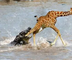 مستند حیات وحش/ زرافه عین مرغ پرکنده از دست کروکودیل فرار میکنه