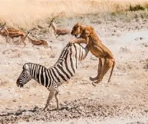 مستند حیات وحش؛ 15صحنه از خورد و خاکشیر شدن شکار توسط شکارچی