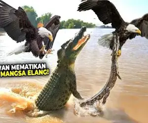 بدایع حیات وحش؛ تمساح که گور میگرفتی همه عمر دیدی که چگونه عقاب تمساح گرفت!