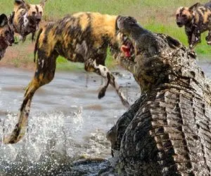 بدایع حیات وحش؛ تمساح سفاک کفتار کنه ای که به پوزه اش چسبیده بود رو تناول کرد