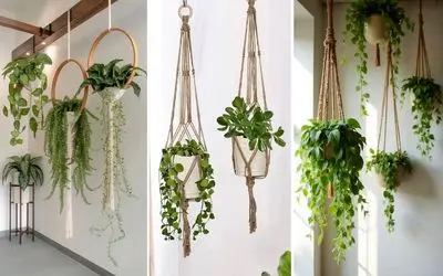 بهترین گیاهان آپارتمانی آویز مناسب دیوار واسه خونه های فسقلی لوکس؛ مدل های گلدان معلق