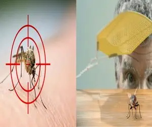 راه‌ های قطعی دور نگه داشتن مگس و پشه در خانه/ کابوس وز وز  پشه‌ ها تمام شد