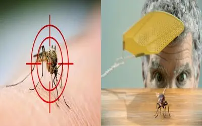 راه‌ های قطعی دور نگه داشتن مگس و پشه در خانه/ کابوس وز وز  پشه‌ ها تمام شد