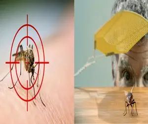 راه‌ های قطعی دور نگه داشتن مگس و پشه در خانه/ کابوس وز وز  پشه‌ ها تمام شد