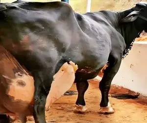 فرآوری گاو؛ گاو اینقدر شیر داره انگاری وصل به لوله شهر ندوشیدنش همون جا نشست