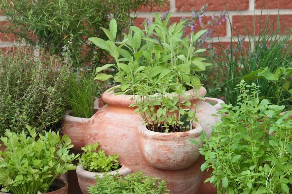 گیاهان مدیترانه_ای