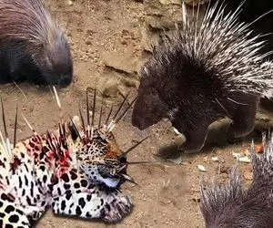 مستند حیات وحش؛ جوجه تیغی پلنگ که چشم به ناموسش داشت سوراخید فرق با آبکش نکنه