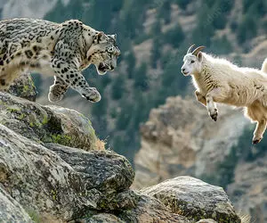 مستند حیات وحش؛ وقتی پلنگ برفی تو سینه کش هیمالیا بز کوهی را از پا درآورد
