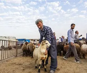 (جدول) قیمت دام زنده امروز ۱۰ آذر ۱۴۰۳/ روز اول هفته بازار با درجا زدن استارت خورد! 