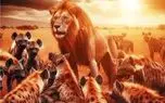 مستند حیات وحش؛ شیرها؛ کفتارها