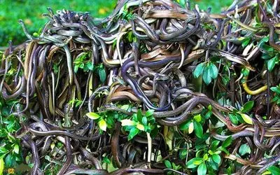 دیدنی های رازبقا؛ جزیره‌ای که مارها اونجا حکومت می‌کنند و ورود بهش ممنوعه