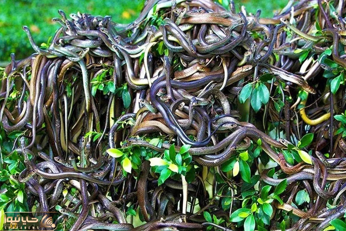 دیدنی های رازبقا؛ جزیره‌ای که مارها اونجا حکومت می‌کنند و ورود بهش ممنوعه