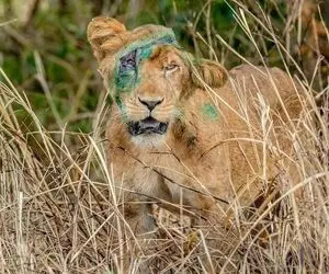 مستند حیات وحش؛ شیر گرسنه کله پاچه گوساله تازه متولد شده رو خورد