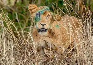 مستند حیات وحش؛ شیر گرسنه کله پاچه گوساله تازه متولد شده رو خورد