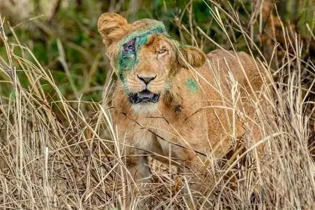 مستند حیات وحش؛ شیر گرسنه کله پاچه گوساله تازه متولد شده رو خورد